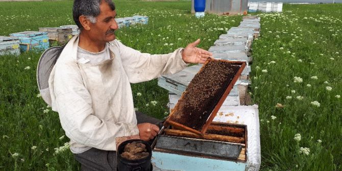Gezgin Arıcılar Muş’a Gelmeye Başladı