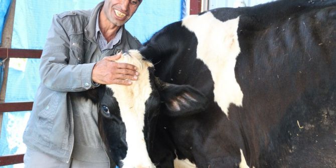 Çalınan İnek Sütten Kesildi