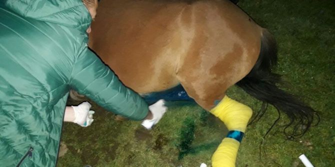 Hamile Yılkı Atı Ölmekten Son Anda Kurtarıldı