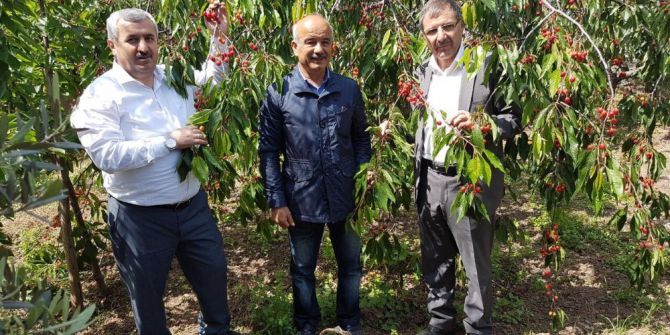 Körfez’in Kirazları Yeniden Canlandı