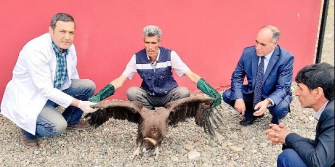 Bitkin Halde Bulunan Akbaba Koruma Altına Alındı