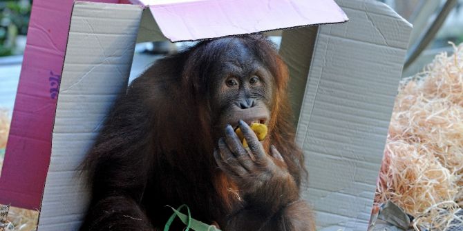 Orangutan Maimunah’ın 31’inci Doğum Günü Kutlandı