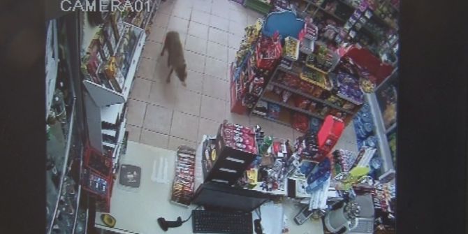 Acıkan Çakal Alışverişe Çıktı