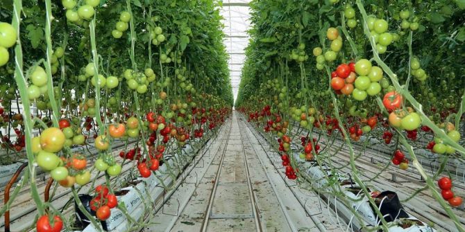 Sorgun’da Jeotermal Kaynaklarla Organik Domates Üretiliyor