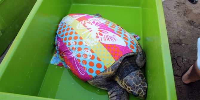 Dev Kaplumbağayı İyileştirip Denize Saldılar