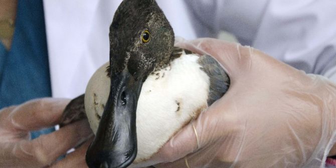 Yaralı Kaşıkgaga Tedavi Altına Alındı