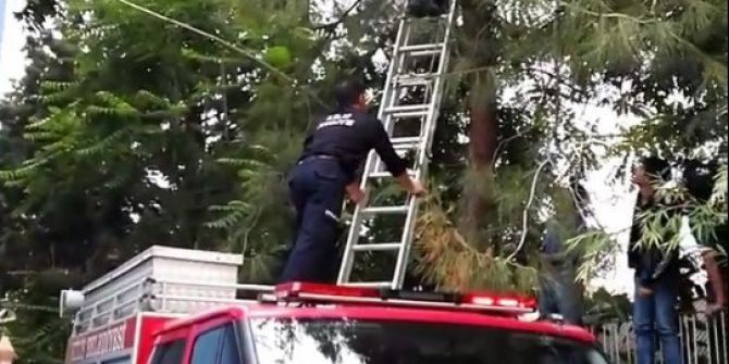 Ağaca Çıkan Kedi Mahsur Kaldı