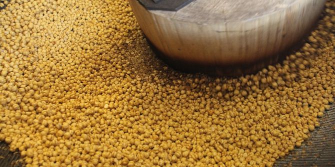 “Sarı Altının” Zahmetli Yolculuğu