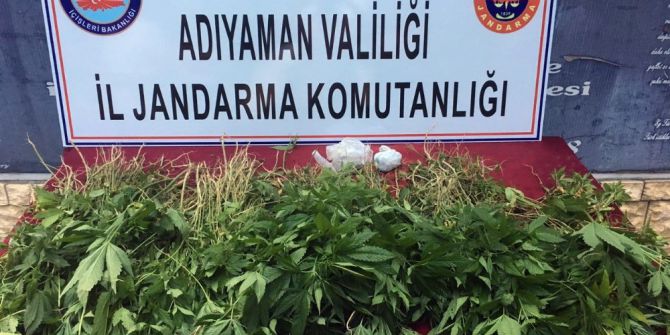 Adıyaman’da 2 Bin 765 Kök Hint Keneviri Ele Geçirildi