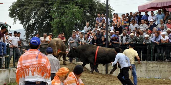 180 Pehlivan Boğa Kozlarına Atça’da Paylaştı