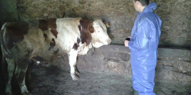 Bitlis’te Damızlık Boğa Tespiti