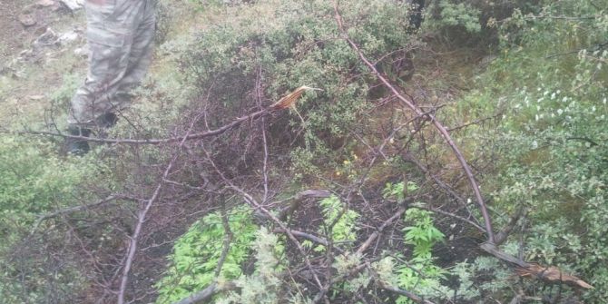 Sason’da 350 Kök Hint Keneviri Ele Geçirildi