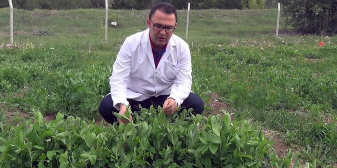 Süper Bezelye Geliştirdiler.