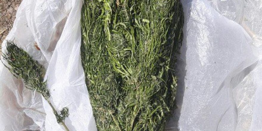 Aliağa’da 1 Kilo 20 Gram Esrar Ele Geçirildi