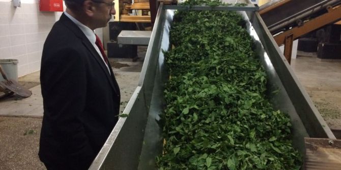 Çaykur 3 Haftada Üreticiden 64 Bin 300 Ton Yaş Çay Aldı