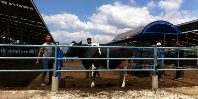 Düve Ve İnekler Açık Artırma İle Satılacak