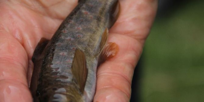 Kırmızı Benekli Alabalıklar Dualar Eşliğinde Doğaya Salındı