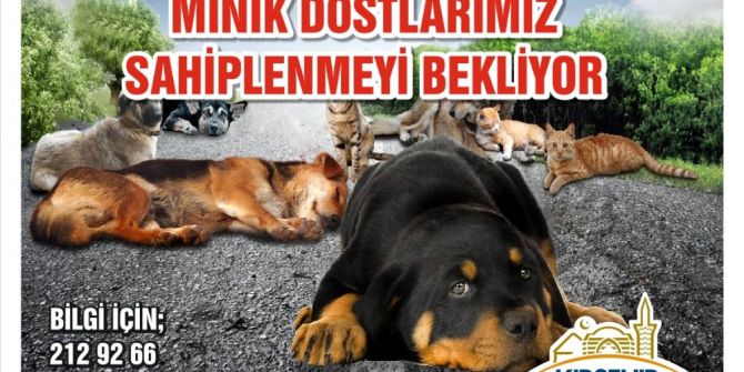Belediye’den Sokak Hayvanlarını Sahiplendirme Kampanyası