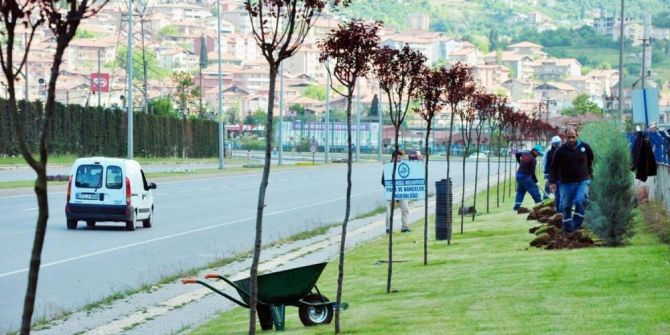 Kdz. Ereğli’de Yeşil Alanlar Ağaçlandırılıyor