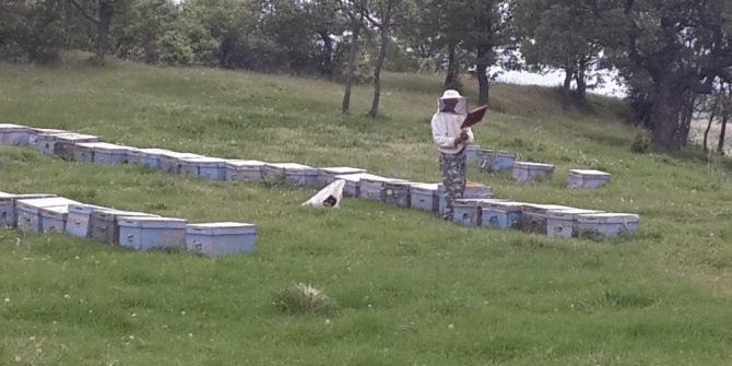 Arıcılan Pazarlar’ı Tercih Ediyor