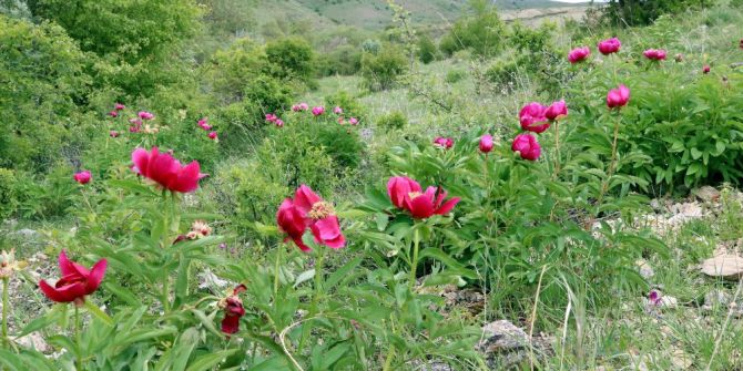 Cehrilik Lalesi Doğayı Kırmızıya Boyadı