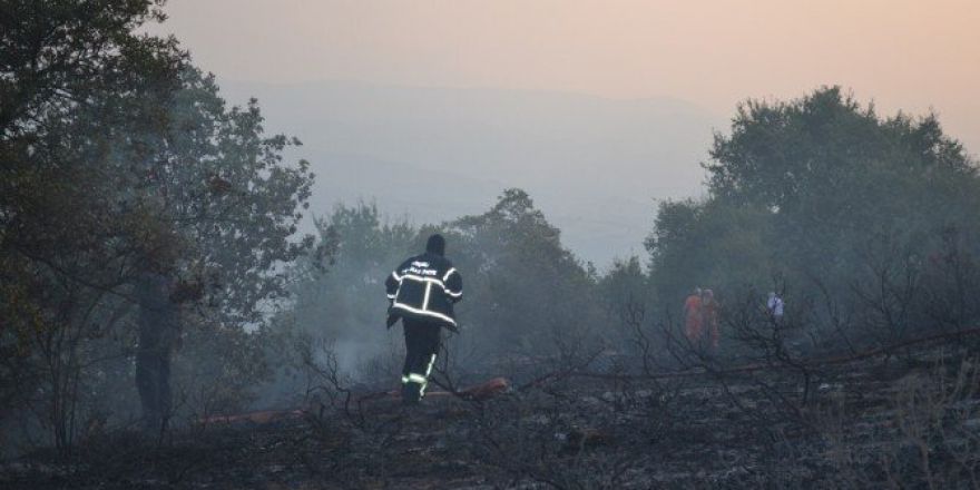 Tarlada Çıkan Yangın 5 Hektar Ormanı Küle Çevirdi