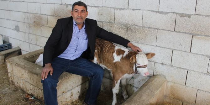 Buzağıdaki ’Ay Yıldız’ Benzeri Şekil İlgi Uyandırdı