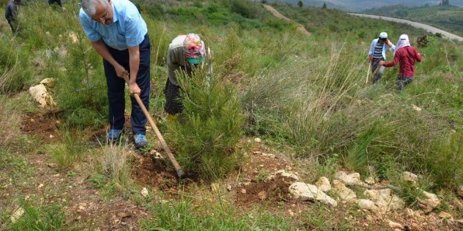 Mersin’de179 Hektar Alanda Dikili 306 Bin Kızılçam Fidanına Bakım Yapılıyor