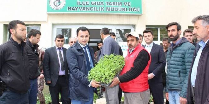 Bulanıklı Çiftçilere Sebze Fidesi Dağıtımı