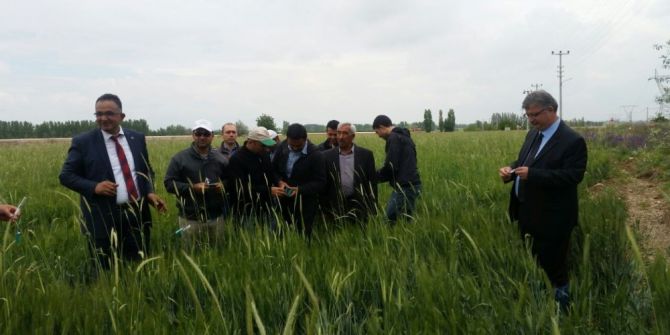 Ereğli’de Daha İyi Ürün İçin Yararlı Böcekler Tarlalara Salınıyor