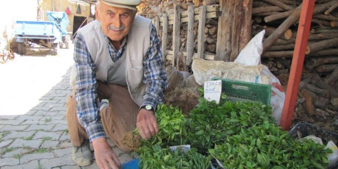 Hisarcık’ın Sebze Fidesi İhtiyacını Hasanlar Köyü Karşılıyor