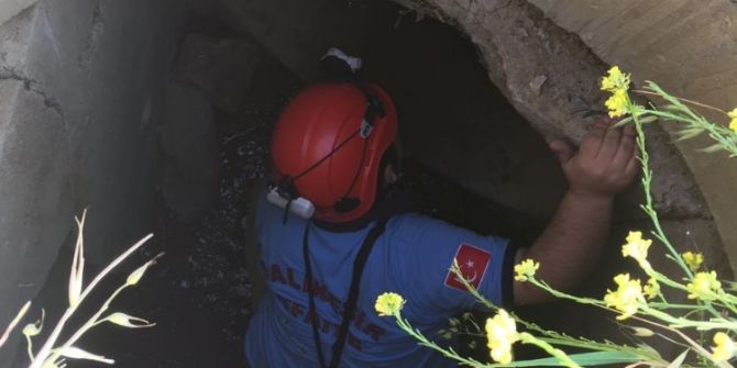 Rögara Düşen Koyunu İtfaiye Kurtardı