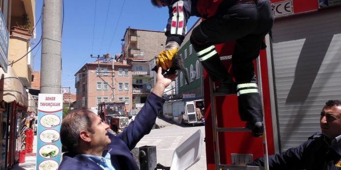 Hisarcık İtfaiyesinden Yavru Kedi Kurtarma Operasyonu