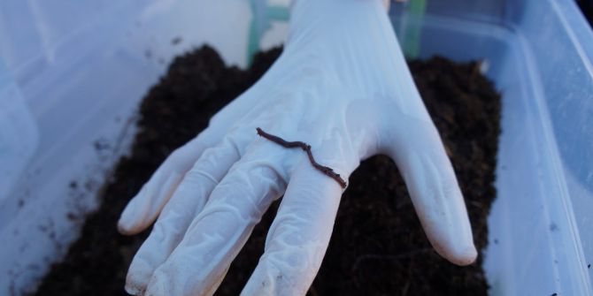 Ortaokul Öğrencileri Kaliforniya Solucanı Yetiştirdi