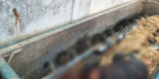 Yem Makinesine Düşen Adam Feci Şekilde Can Verdi