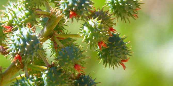 Hint Yağının Güzellik Etkisi