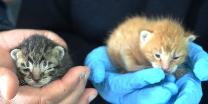 Yavru Kedilere Polis Şefkati