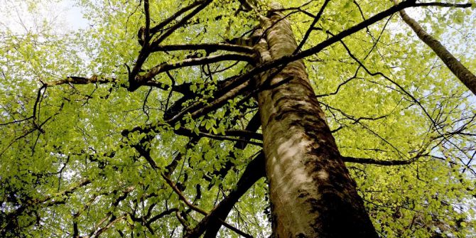 Kuzalan Tabiat Parkı 500 Yıllık Ağaçları İle Dikkat Çekiyor