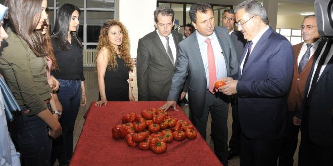 Selçuk’ta Sanayi Tipi Hibrit Domates Çeşidi Geliştirildi