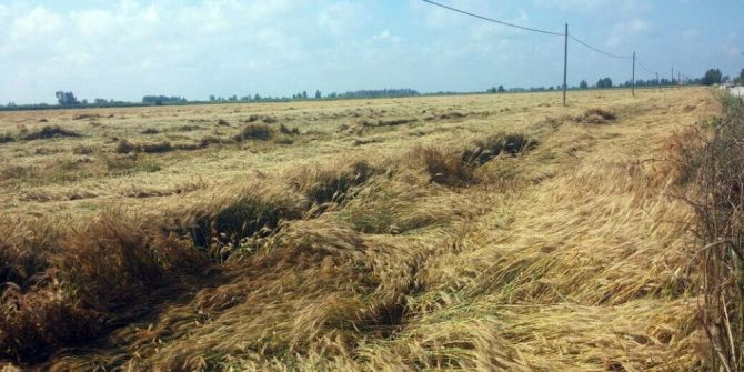 Dolu Ve Yağış Adana Çiftçisini Üzdü