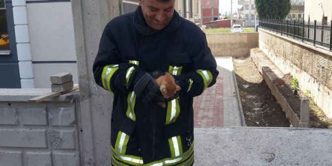 Ağaçta Mahsur Kalan Kediyi İtfaiye Erleri Kurtardı