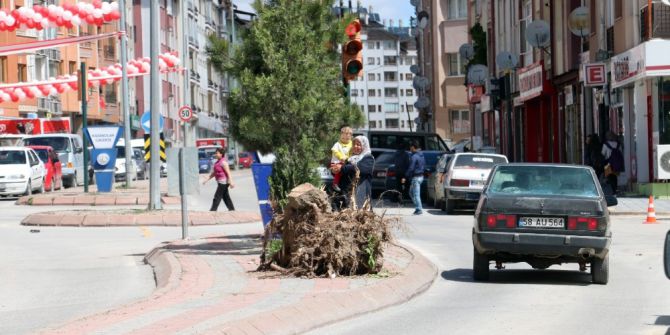 Gece Yarısı Ağaç Kesme Operasyonu