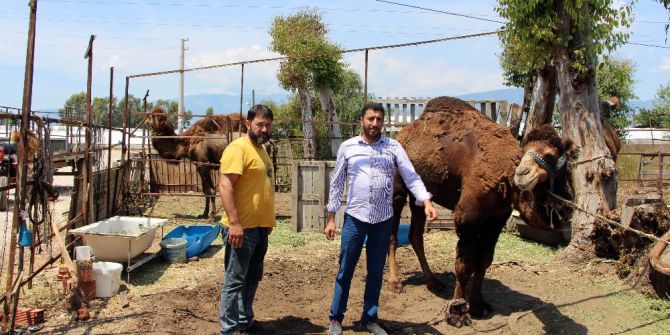 Deve Yetiştiricileri Deve Güreşlerine Destek İstedi