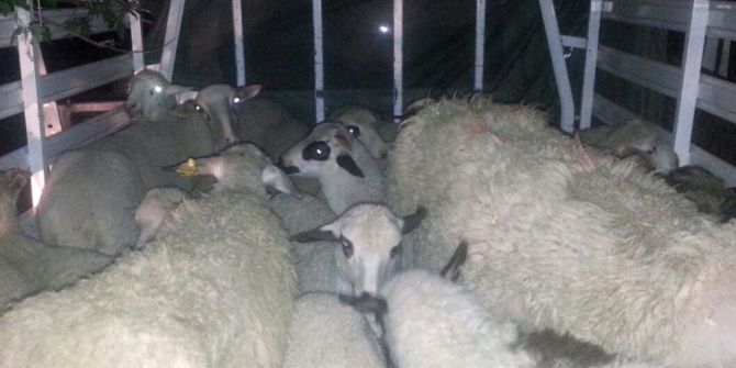 Çaldıkları Koyunları Satmak Üzereyken Yakalandılar