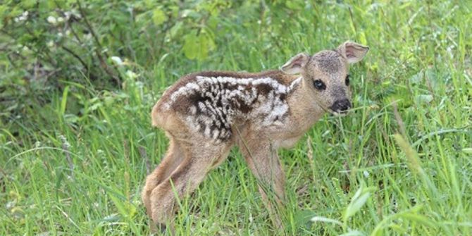 Kaybolan Yavru Karaca Annesine Kavuşturuldu