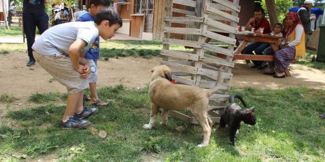 Laki Ve Garfield Koçarlıların Maskotu Oldu