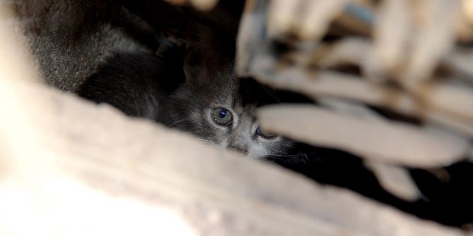 Elektrik Trafosuna Girerek Ölümden Dönen Yavru Kedi 2 Saatte Kurtarıldı