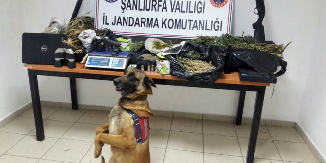 Şanlıurfa’da Uyuşturucu Operasyonunda 1 Kişi Yakalandı