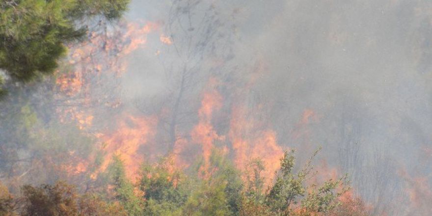 Kuyucak’ta 2,8 Hektar Alan Kül Oldu