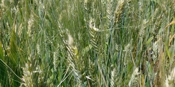 Mardin’de Dolu Ekinleri Vurdu